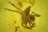 Two Fossil Spiders and a Springtail in Baltic Amber #207551-2